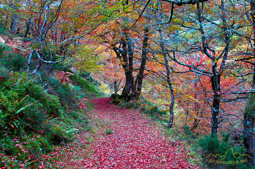 Foto: Otoo en los bosques de Cosgaya, La Libana, Cantabria, Picos de Europa