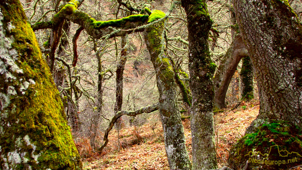 Foto: El bosque de robles nos ofrece rincones de extraordinaria belleza