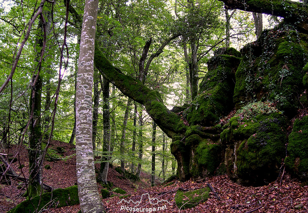 Otoño en los bosques de Altube, en las faldas del Monte Gorbia, Pais Vasco