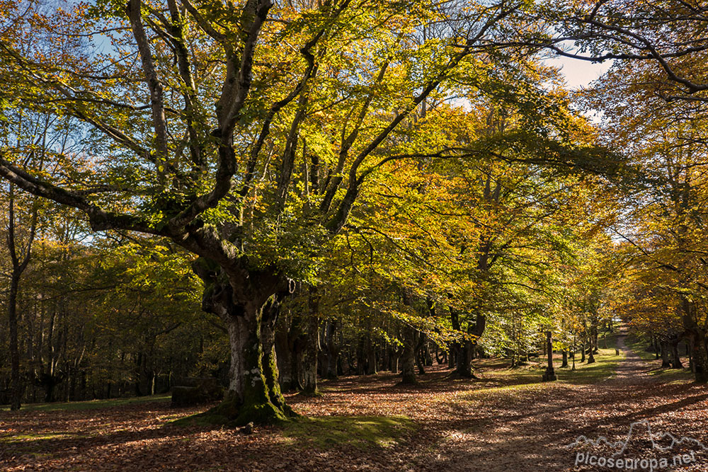 Foto: Bosque de Urkiola en otoño, la zona que va al mirador de las Tres Cruces, Pais Vasco