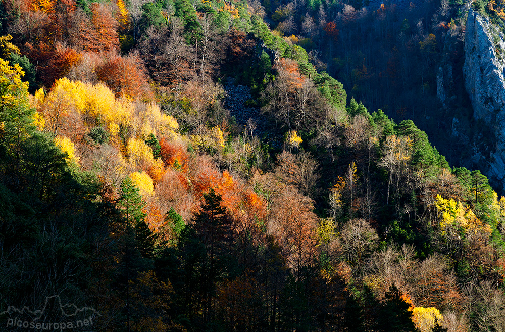 Foto: Bosque en otoño trepando por las paredes del Cañon de Añisclo, Pirineos de Huesca, Aragon, Parque Nacional de Ordesa y Monte Perdido