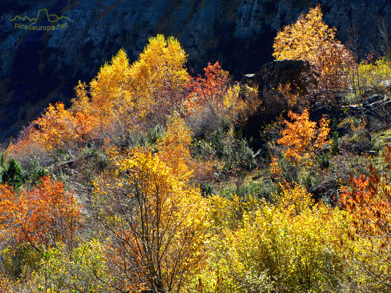 Foto: Otoño en el Valle de Pineta, Pirineos de Huesca, Aragon, Parque Nacional Ordesa y Monte Perdido