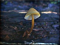 Setas y Hongos: Mycena epipterygioides 