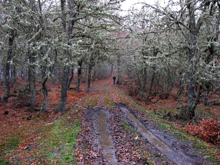 El bosque al comienzo de la ruta en Panderruedas, Valdeón, Picos de Europa, León