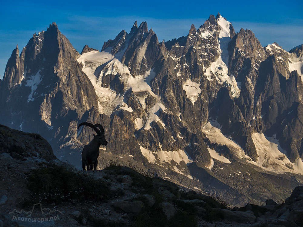 Aiguilles de Chamonix desde las Aiguilles Rouges, Chamonix, Alpes, Francia