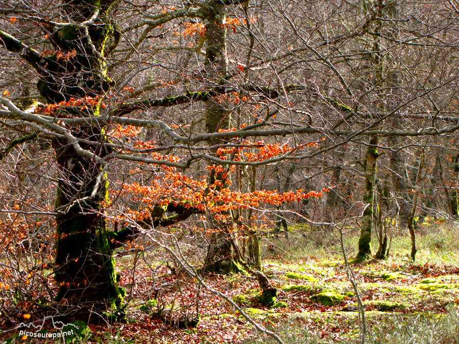 Foto: Otoño en el Parque Natural de Monte Santiago en Burgos, Castilla y León