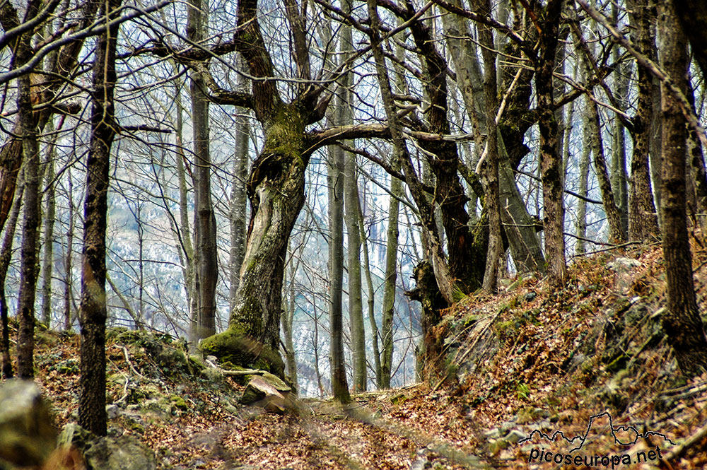 Invernales de Vanu y barrio de Muniama, Arenas de Cabrales, Asturias, Picos de Europa