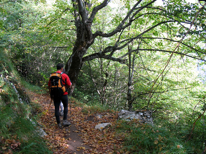 Camino de la canal de Capozo, bosque de Corona, Cordiñanes, León