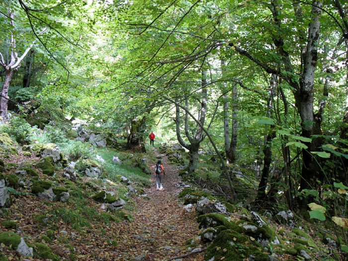 Camino de la canal de Capozo, bosque de Corona, Cordiñanes, León