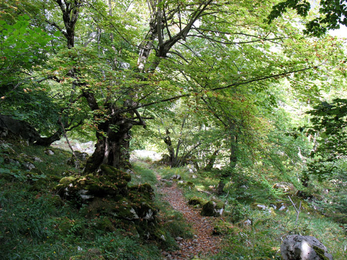 Camino de la canal de Capozo, bosque de Corona, Cordiñanes, León