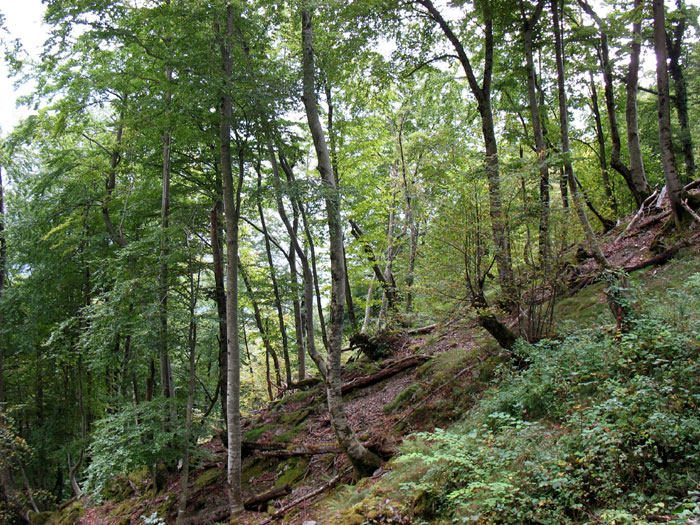 Camino de la canal de Capozo, bosque de Corona, Cordiñanes, León