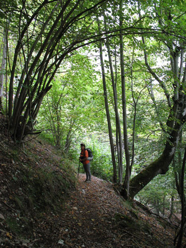 Camino de la canal de Capozo, bosque de Corona, Cordiñanes, León