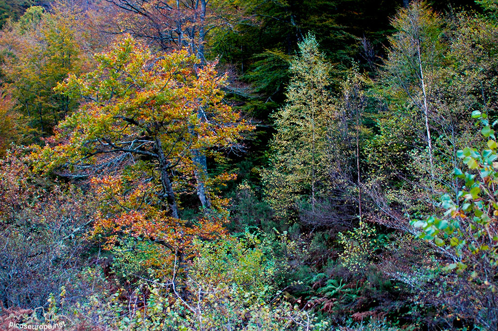 Foto: Otoo en los bosques de Cosgaya, La Libana, Cantabria, Picos de Europa