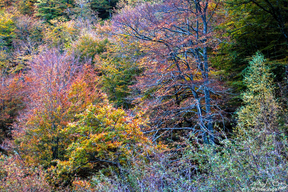 Foto: Otoo en los bosques de Cosgaya, La Libana, Cantabria, Picos de Europa