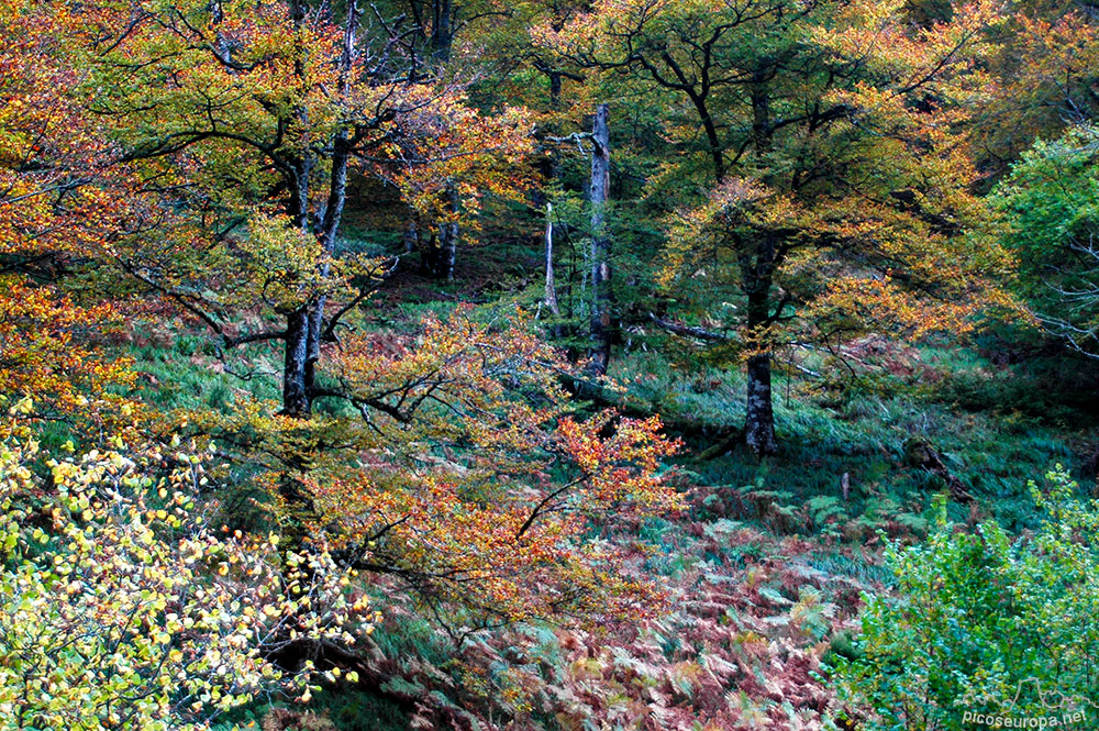 Foto: Otoo en los bosques de Cosgaya, La Libana, Cantabria, Picos de Europa