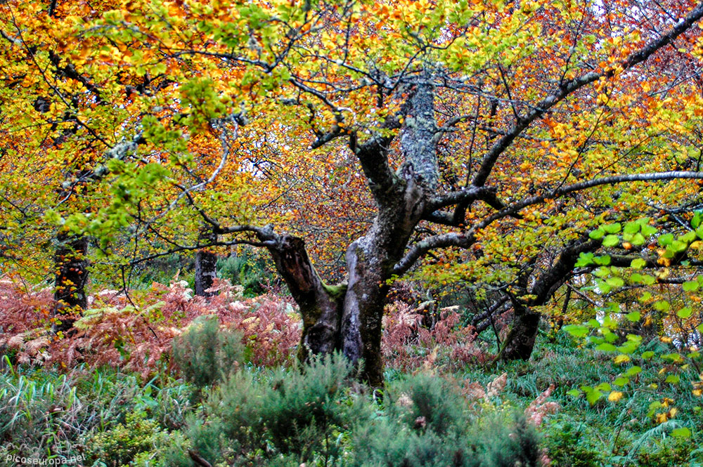 Foto: Otoo en los bosques de Cosgaya, La Libana, Cantabria, Picos de Europa