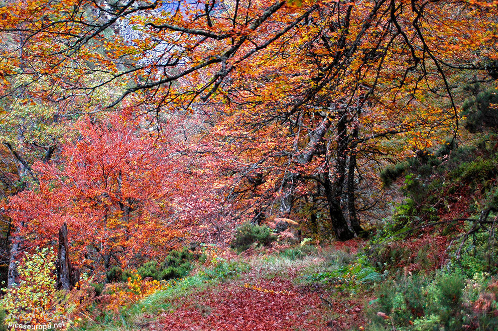 Foto: Otoo en los bosques de Cosgaya, La Libana, Cantabria, Picos de Europa