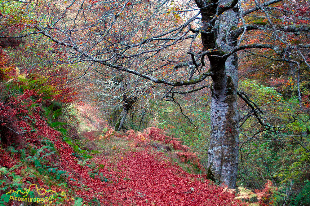 Foto: Otoño en los bosques de Cosgaya, La Liébana, Picos de Europa, Cantabria.