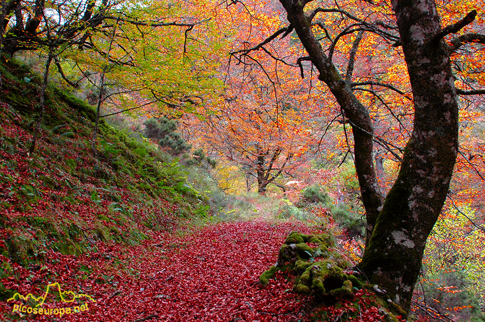 Otoño en los bosques de Cosgaya, La Liébana, Cantabria, Picos de Europa