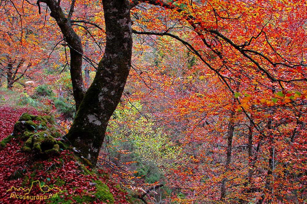 Otoño en los bosques de Cosgaya, La Liíbana, Cantabria, Picos de Europa