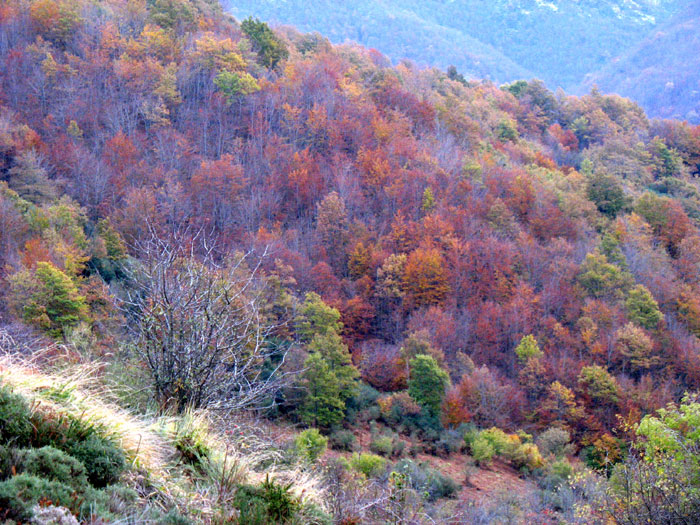 Fue un déa completo, despues de la nieve el regalo de los colores del bosque, Valdeón