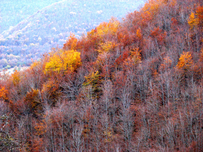 Fue un déa completo, despues de la nieve el regalo de los colores del bosque, Valdeón