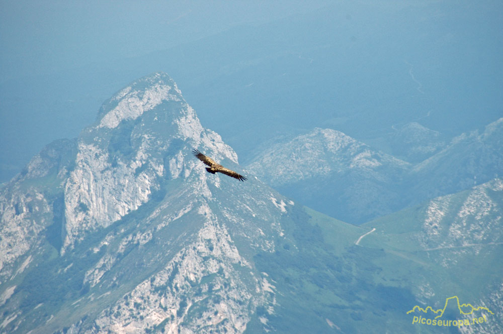 Un buitre volando sobre los Picos de Europa