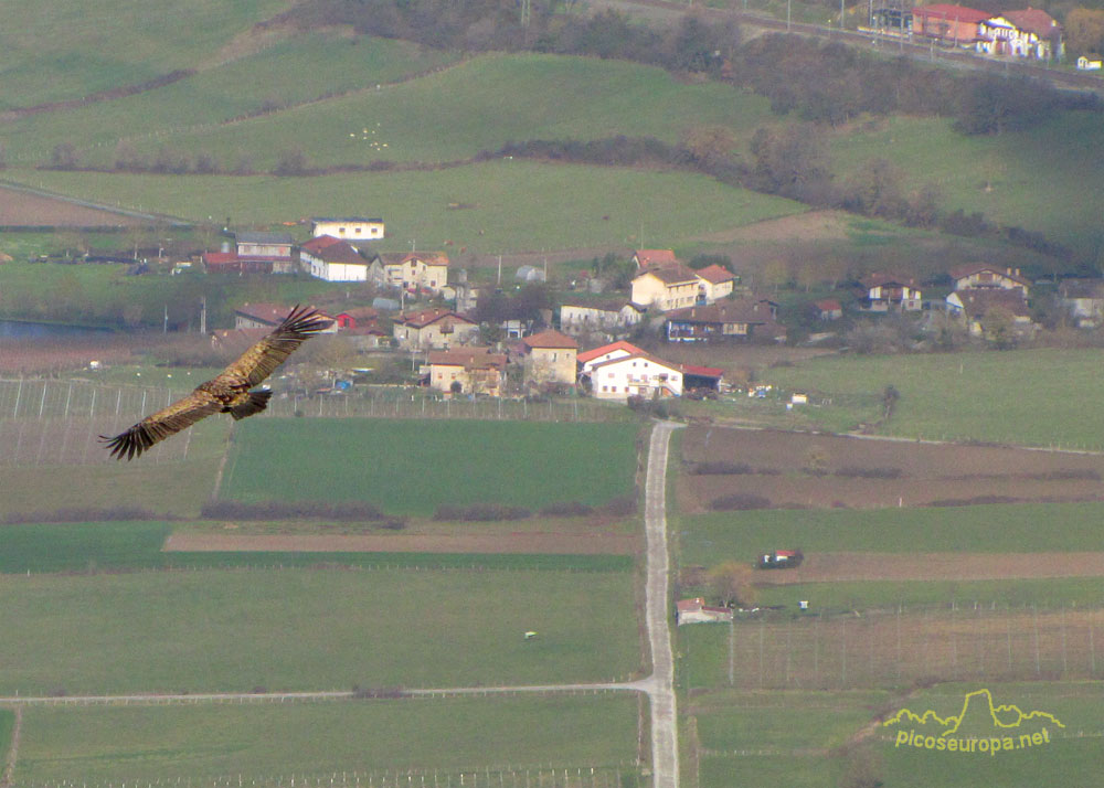 Un buitre sobrevolando un pueblo, en la zona de Ordua, Pais Vasco
