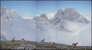 Rebecos en la Colladina de las Nieves, al pie del Pico de la Padiorna. Fotografia: picoseuropa.net