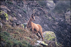 Rebeco, Vega de Llos, Macizo Occidental de Picos de Europa. Autor: Carlos Ruiz Tomé