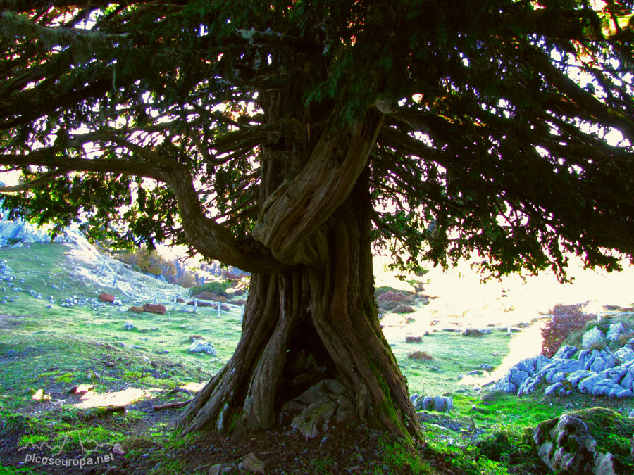 Foto: Braña de los Tejos, La Liebana, Cantabria