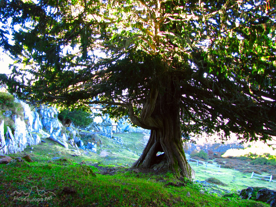 Foto: Braña de los Tejos, La Liebana, Cantabria