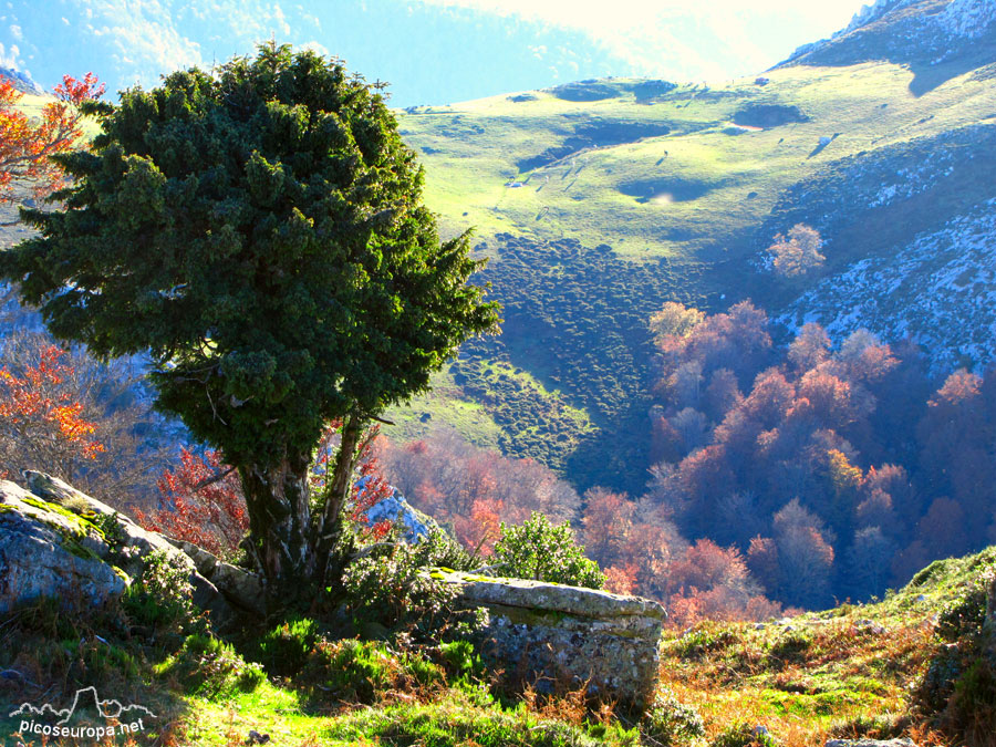 Foto: Braña de los Tejos, La Liebana, Cantabria