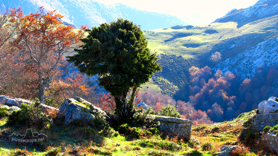 Foto: Braña de los Tejos, La Liebana, Cantabria