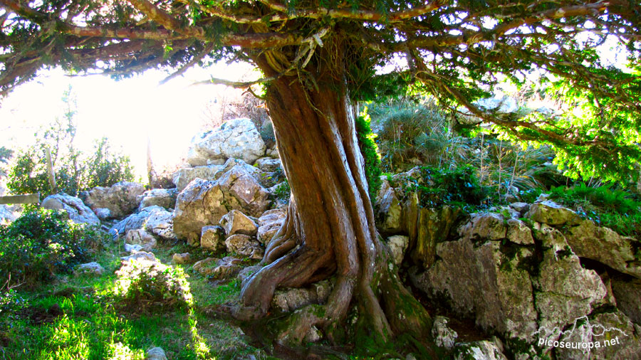 Foto: Braña de los Tejos, La Liebana, Cantabria