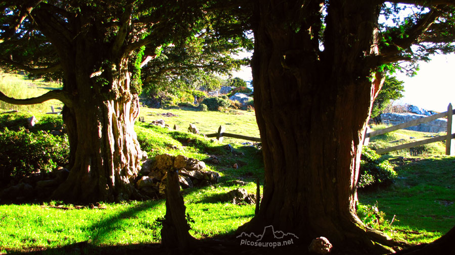 Foto: Braña de los Tejos, La Liebana, Cantabria