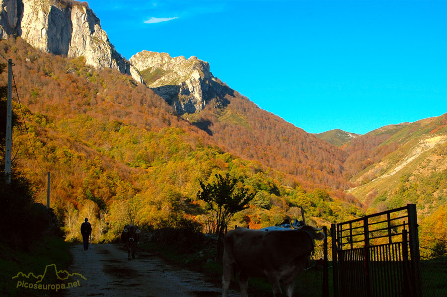 Es otoño, la pista que va de Pido a las Granjas, La Liebana, Cantabria