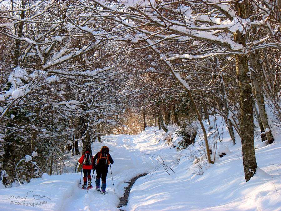 Ambiente invernal en la subida a Campodaves, todo esta recubierto de nieve, La Liebana, Cantabria