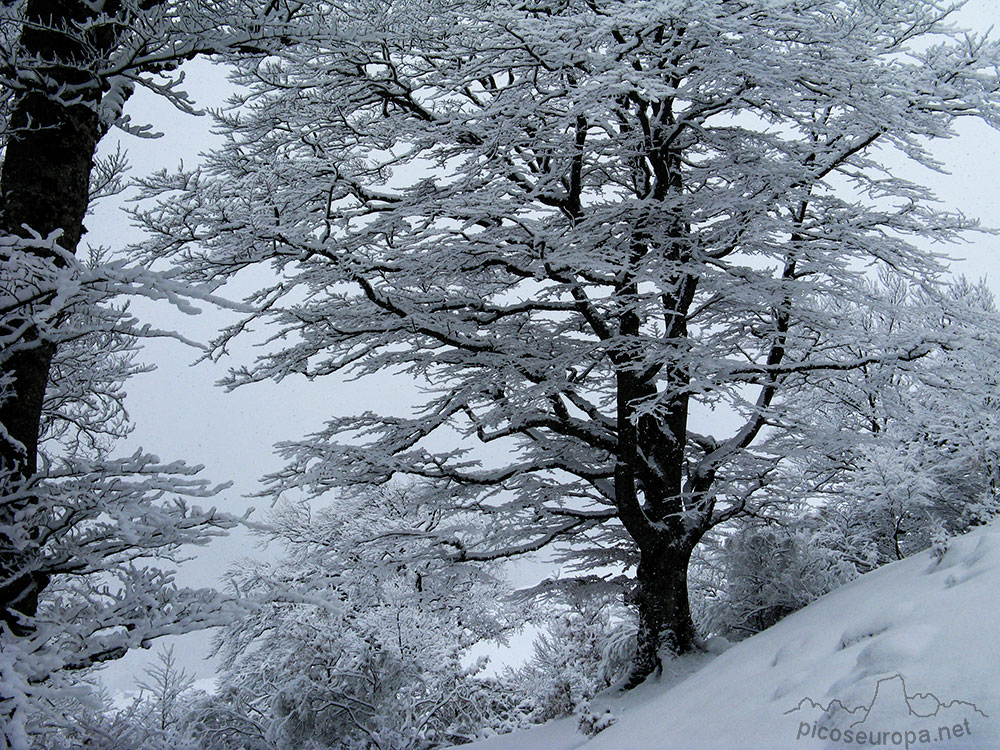 Bosque invernal subiendo hacia las invernales de las Berrugas desde Pido, La Liebana, Cantabria