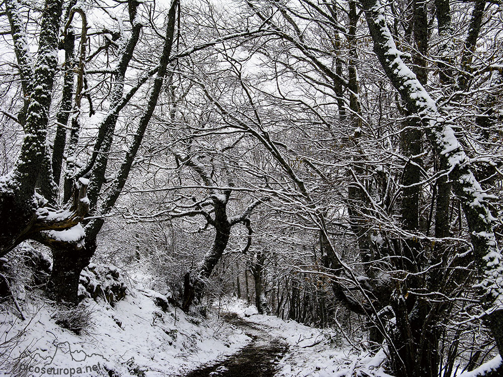 Invierno en los bosques alrededor de Espinama y Fuente Dé, Picos de Europa, La Liebana, Cantabria