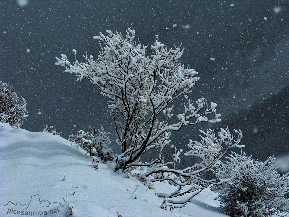 Ambiente invernal en Campodaves, La Liebana, Cantabria