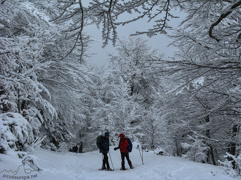 Bosque invernal en la pista que va de Campodaves hacia Fuente Dé, La Liebana, Cantabria