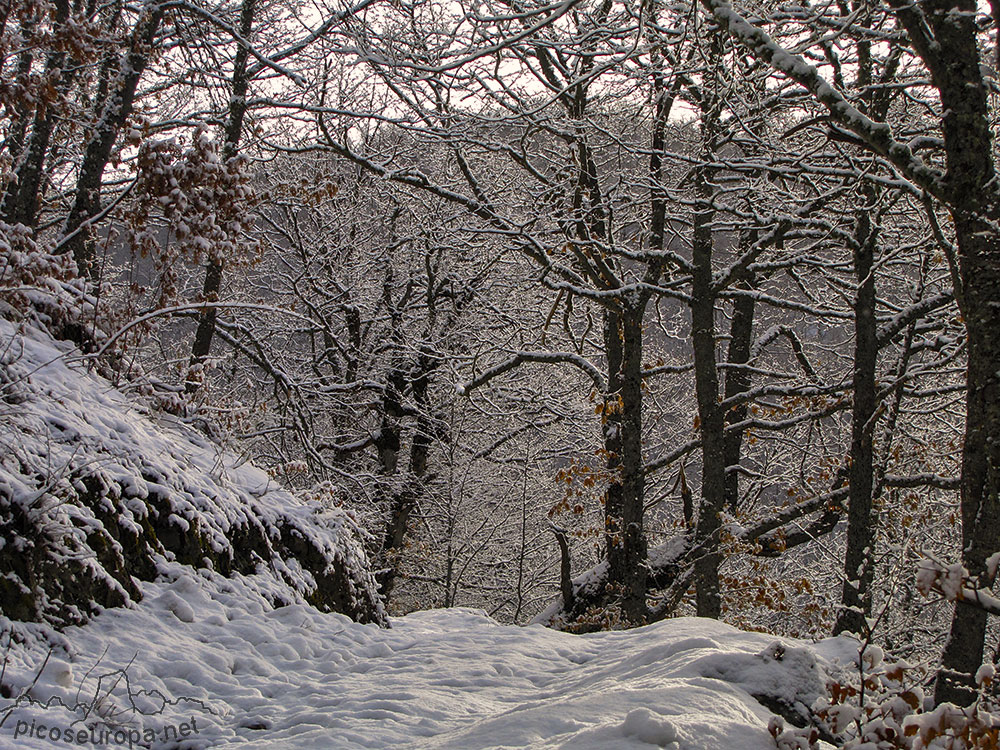 Bosque y Sierra de Carielda, La Liebana, Cantabria, Picos de Europa, España