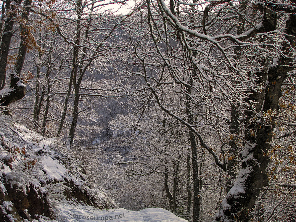 Foto: Bosque y Sierra de Carielda, La Liebana, Cantabria, Picos de Europa, España