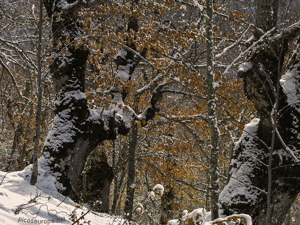 Foto: Bosque y Sierra de Carielda, La Liebana, Cantabria, Picos de Europa, España