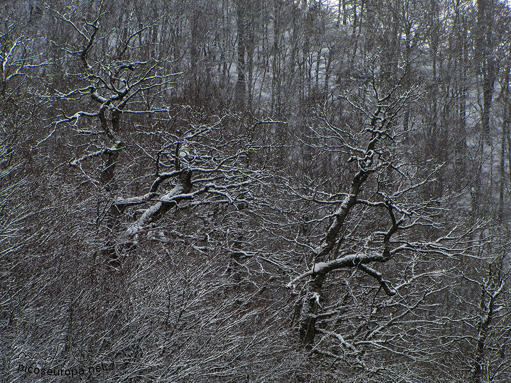 Foto: Bosque y Sierra de Carielda, La Liebana, Cantabria, Picos de Europa, España