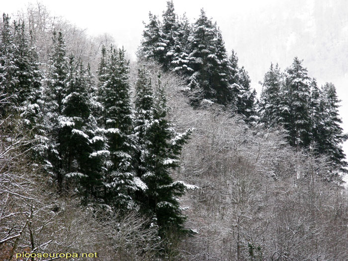 Espinama, Valle de Liebana, Cantabria, España