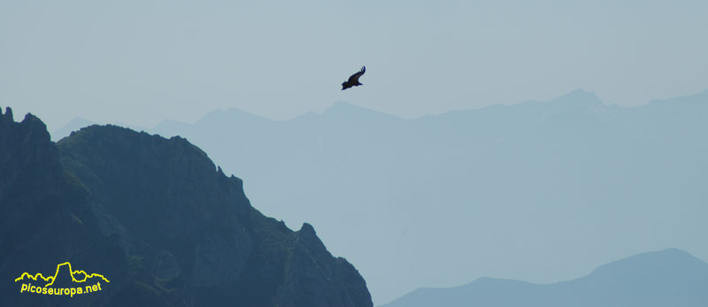 Foto: El buitre, majestuoso sobrevolando estos espcios infinitos