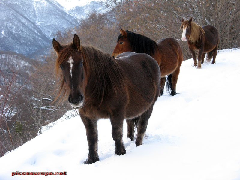 Foto: Una sorpresa inesperada, unos caballos no se si disfrutando tambien de la nieve o perdidos en ella