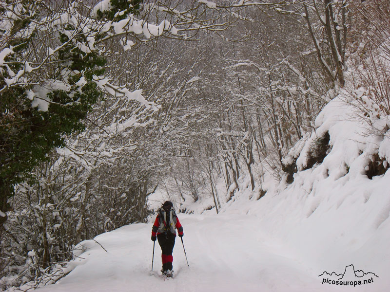 Foto: En la pista que sube de Espinama a las Invernales de Igüedri